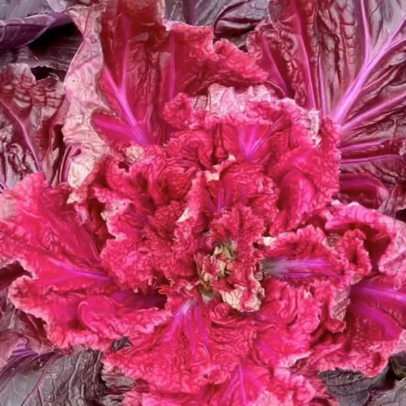 奶油紫芯美人白菜种子一代杂交生长速度快耐热耐湿易栽培
