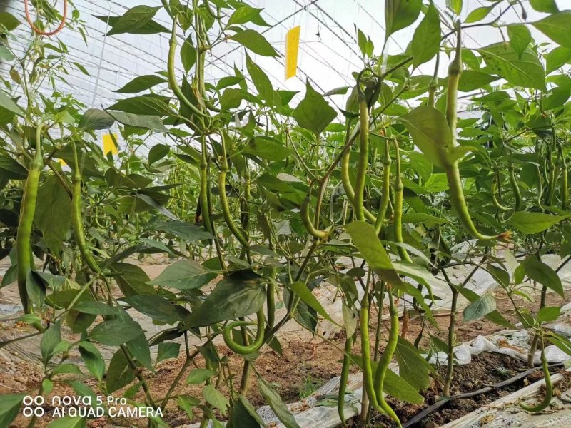霸王龙线椒辣椒种子辣味浓中早熟耐热耐湿耐贮运产量高