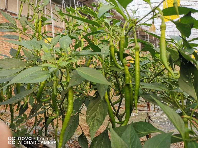 霸王龙线椒辣椒种子辣味浓中早熟耐热耐湿耐贮运产量高