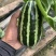 博瑞9号甜瓜种子脆嫩爽口糖分适宜易种植口感酥脆香甜