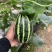 博瑞9号甜瓜种子脆嫩爽口糖分适宜易种植口感酥脆香甜