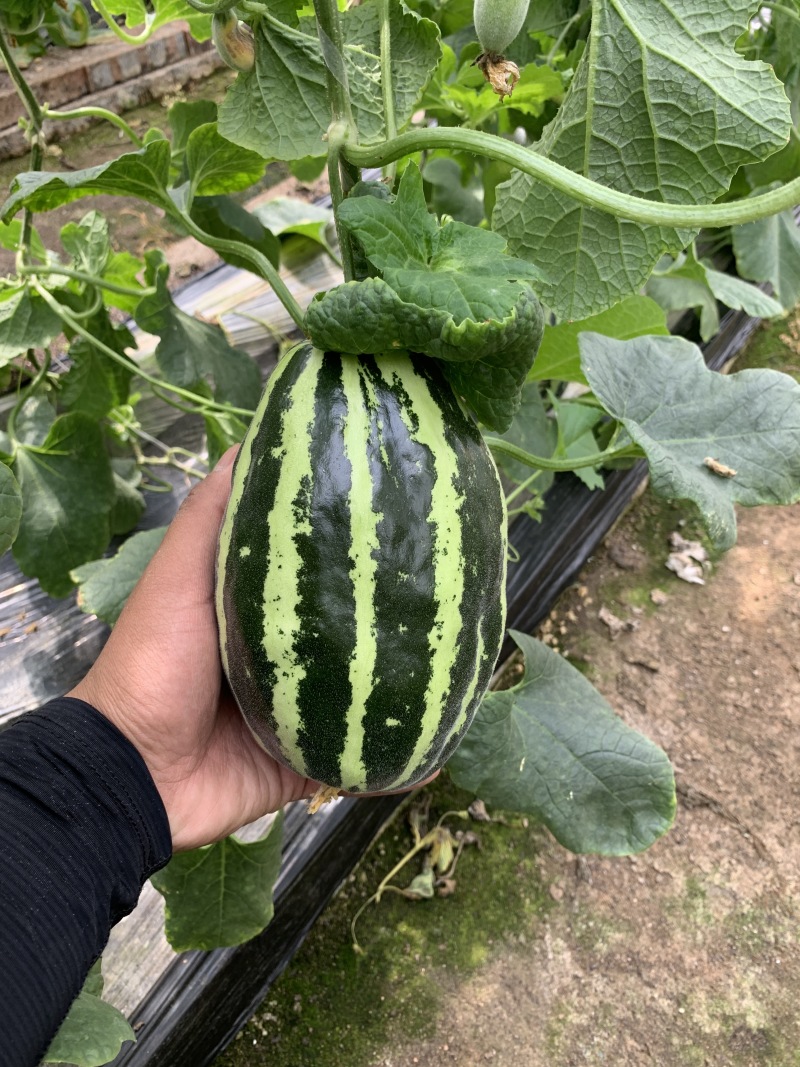 博瑞9号甜瓜种子脆嫩爽口糖分适宜易种植口感酥脆香甜