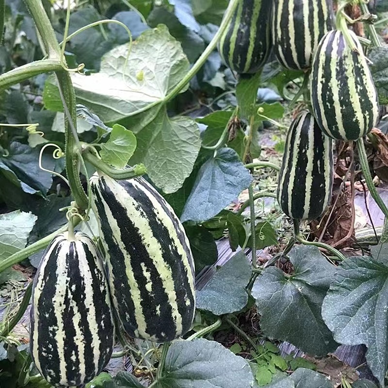 博瑞9号甜瓜种子脆嫩爽口糖分适宜易种植口感酥脆香甜