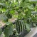 博瑞9号甜瓜种子脆嫩爽口糖分适宜易种植口感酥脆香甜