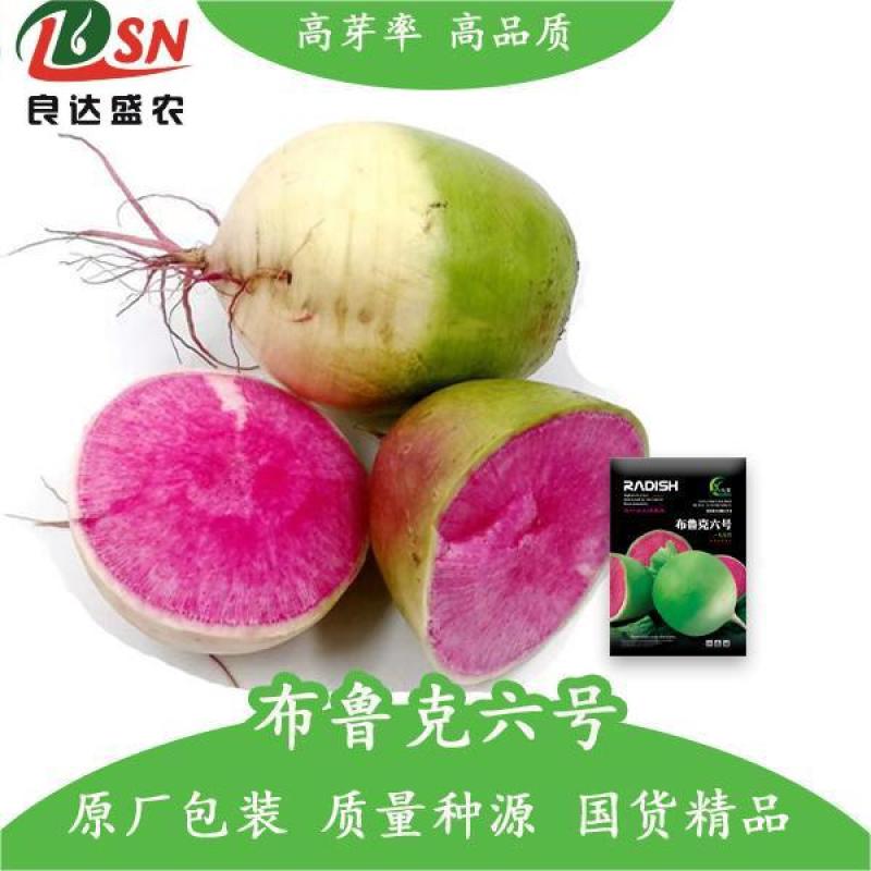 布鲁克六号萝卜种子脆嫩爽口不糠心肉厚汁多品质优良适应性广