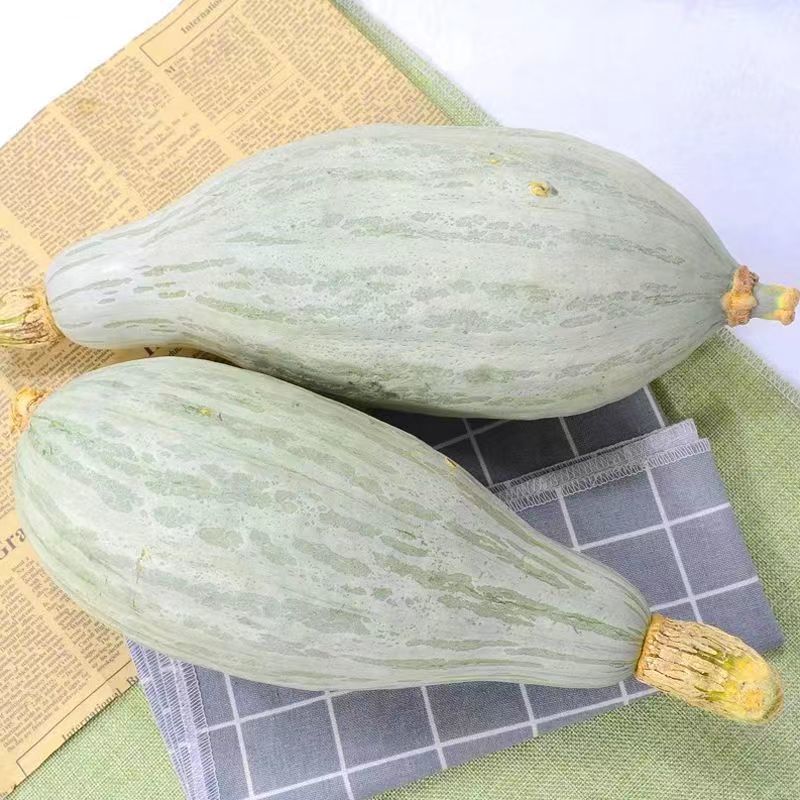 贵族南瓜种子香甜软糯耐贮运易种植生长势强全国各地均可种植
