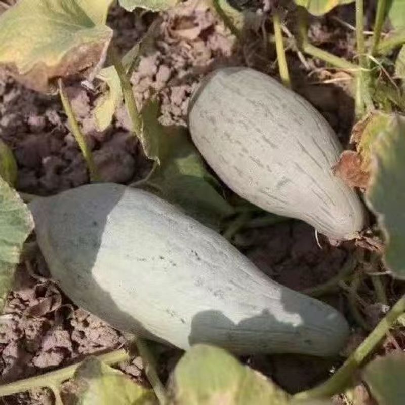 贵族南瓜种子香甜软糯耐贮运易种植生长势强全国各地均可种植