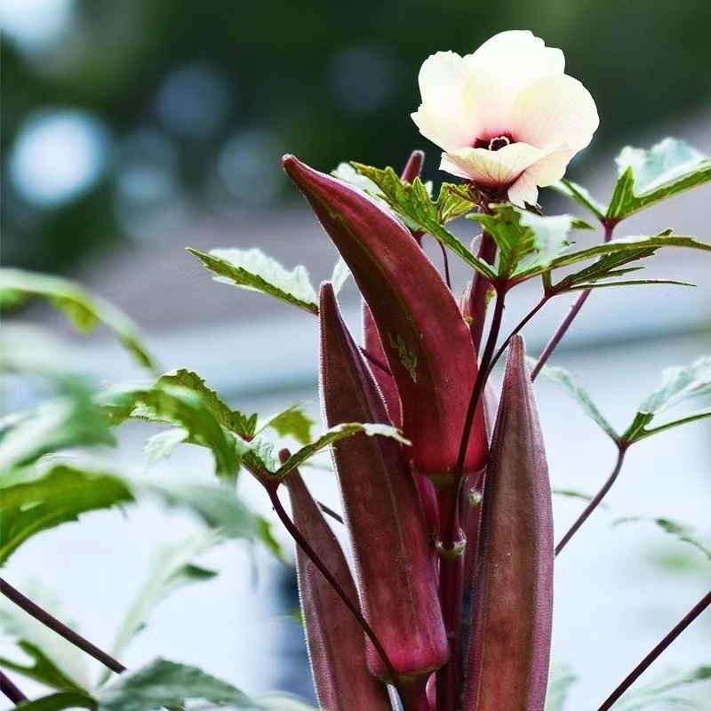 奶油红秋葵种子味道鲜美清香爽滑易种植品质优良适应性广