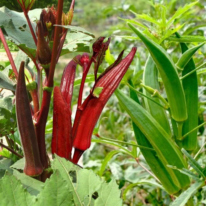 奶油红秋葵种子味道鲜美清香爽滑易种植品质优良适应性广