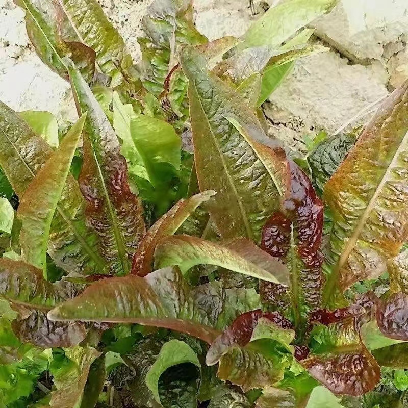 良达红油麦菜种子质地脆嫩口味香脆可口耐热耐寒高产