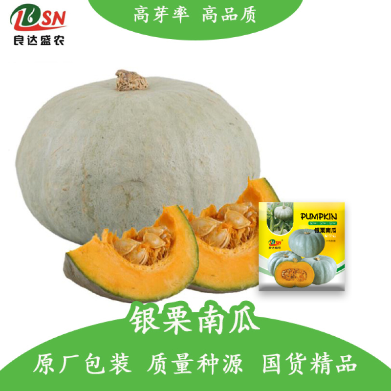银栗南瓜种子口感香甜软糯耐贮运易种植品质优良适应性广泛