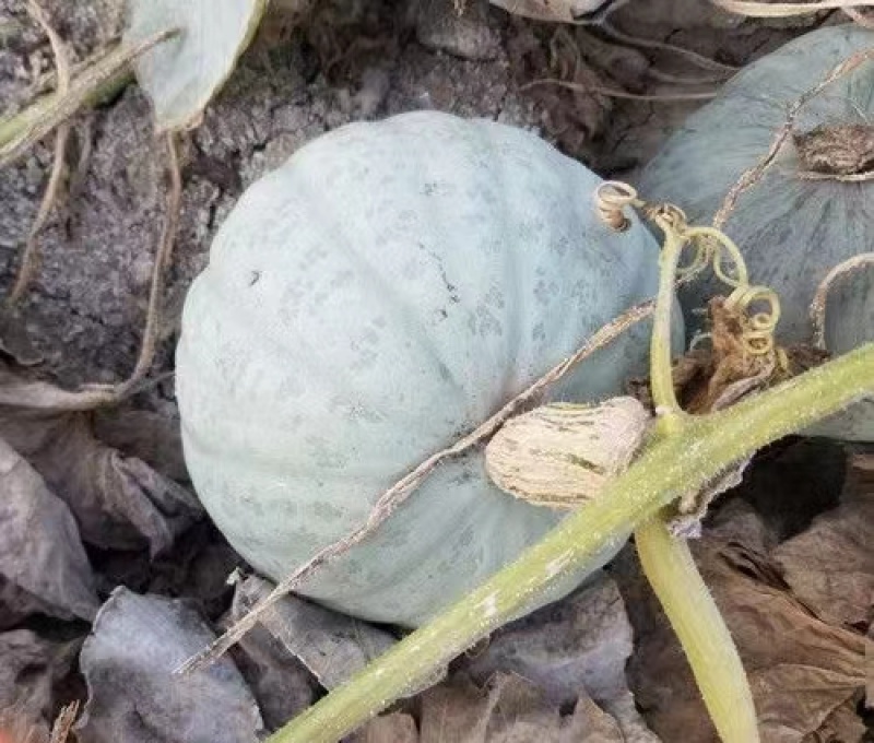 银栗南瓜种子口感香甜软糯耐贮运易种植品质优良适应性广泛