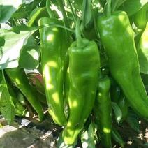 盛农牛角椒辣椒种子辣味浓易种植连续坐果能力强产量高品质优