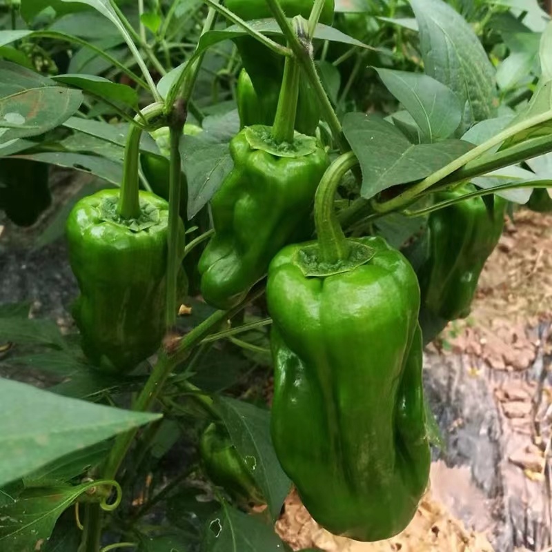 盛农早胜苏椒薄皮椒辣椒种子辣味浓易采收产量高品质优