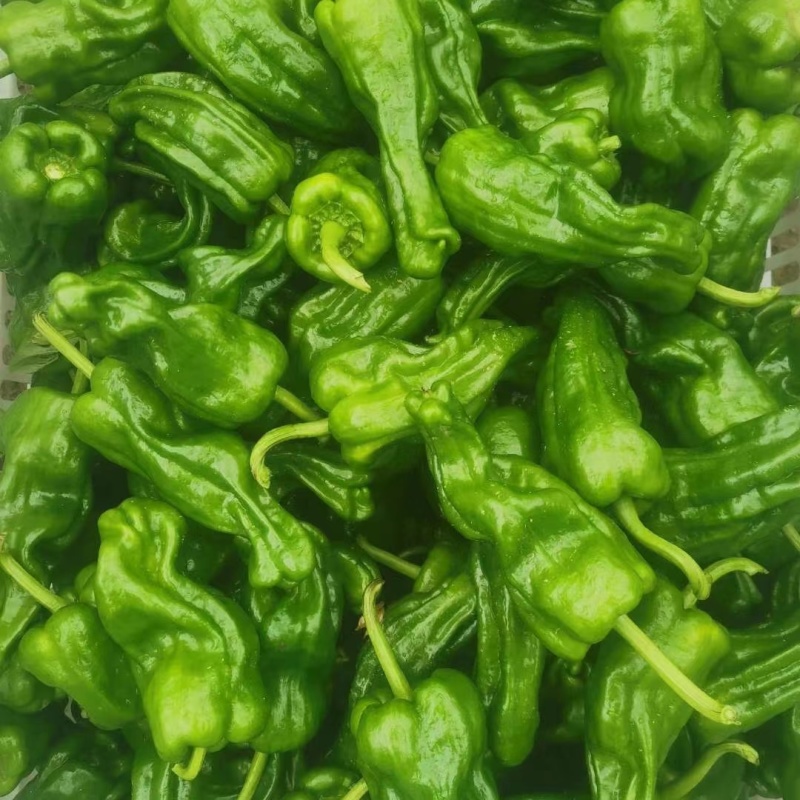 盛农早胜苏椒薄皮椒辣椒种子辣味浓易采收产量高品质优