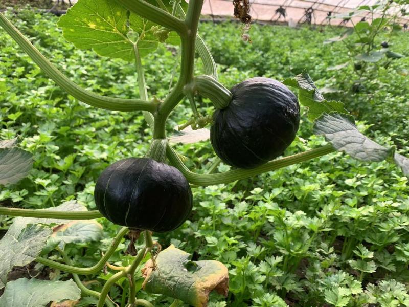 贝思奇南瓜种子雌花多易坐果果肉厚甜糯品质佳适应性广泛
