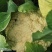 雪松70白菜花种子早熟耐湿不易散球形美观易种植品质优良