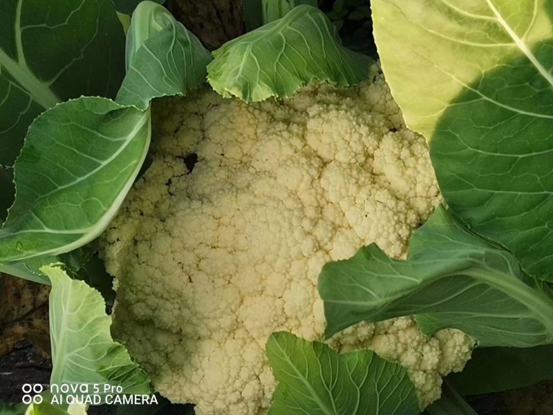 雪松70白菜花种子早熟耐湿不易散球形美观易种植品质优良