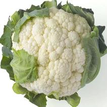 雪松70白菜花种子早熟耐湿不易散球形美观易种植品质优良