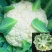 雪松70白菜花种子早熟耐湿不易散球形美观易种植品质优良