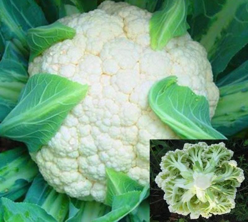 雪松70白菜花种子早熟耐湿不易散球形美观易种植品质优良
