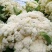 雪松70白菜花种子早熟耐湿不易散球形美观易种植品质优良
