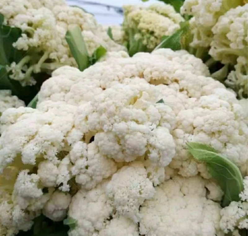 雪松70白菜花种子早熟耐湿不易散球形美观易种植品质优良