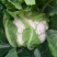 雪松70白菜花种子早熟耐湿不易散球形美观易种植品质优良