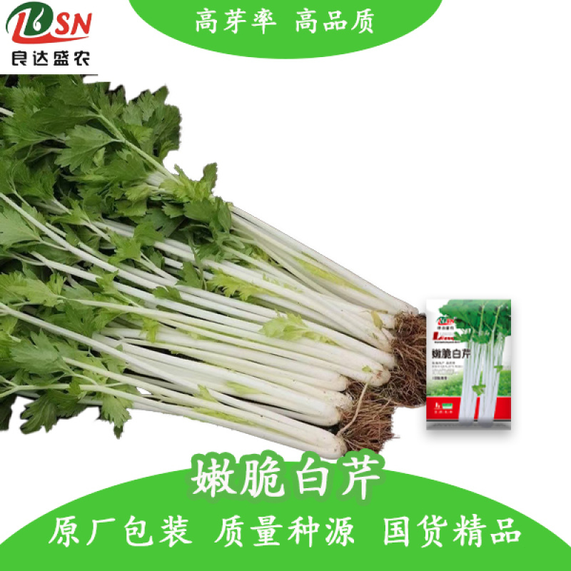 嫩脆白芹芹菜种子清脆爽口梗粗纤维少品质优良易种植适应性广
