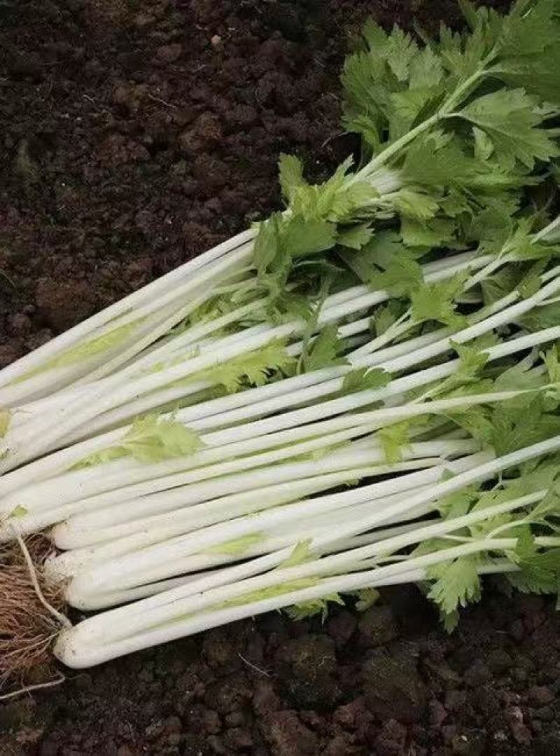 嫩脆白芹芹菜种子清脆爽口梗粗纤维少品质优良易种植适应性广