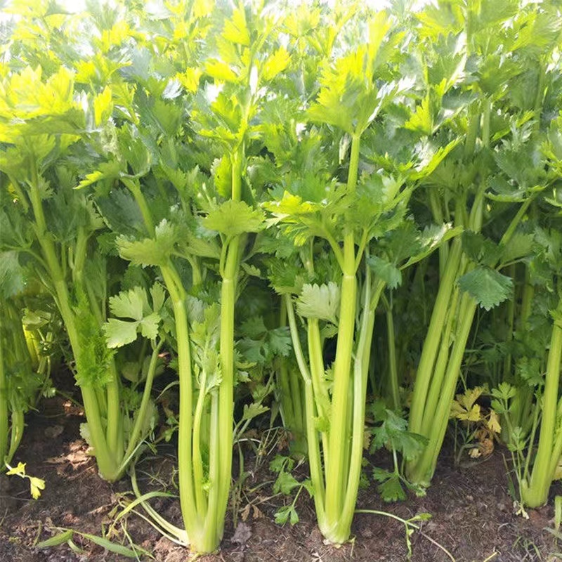 文图拉西芹芹菜种子叶柄宽厚心实纤维少品质脆嫩耐寒耐热