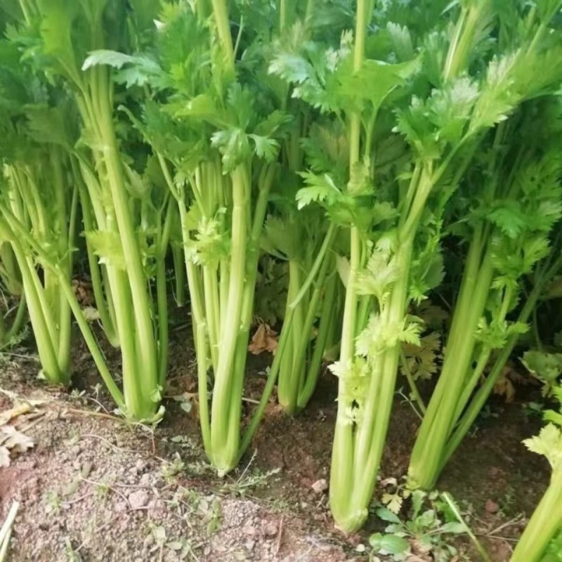文图拉西芹芹菜种子叶柄宽厚心实纤维少品质脆嫩耐寒耐热