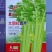 文图拉西芹芹菜种子叶柄宽厚心实纤维少品质脆嫩耐寒耐热