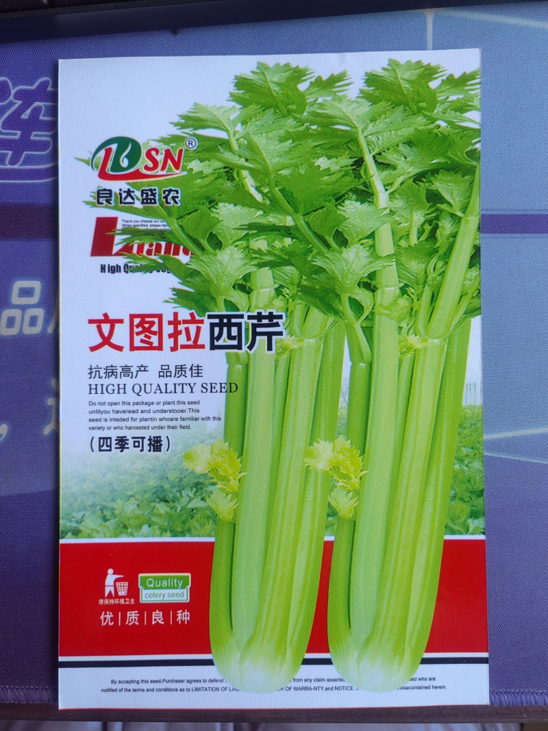 文图拉西芹芹菜种子叶柄宽厚心实纤维少品质脆嫩耐寒耐热