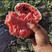 懒汉西农八号西瓜种子大果型肉质鲜红脆甜不易空心耐运输