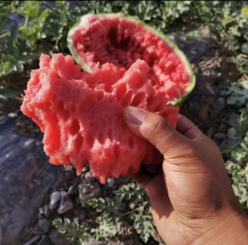 懒汉西农八号西瓜种子大果型肉质鲜红脆甜不易空心耐运输