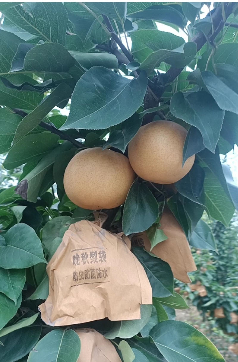 精品晚秋黄梨基地直供一手货源品质保证诚信经营欢迎采购
