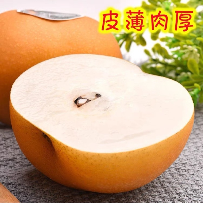 精品晚秋黄梨基地直供一手货源品质保证诚信经营欢迎采购