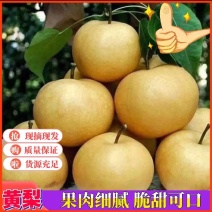 精品晚秋黄梨基地直供一手货源品质保证诚信经营欢迎采购