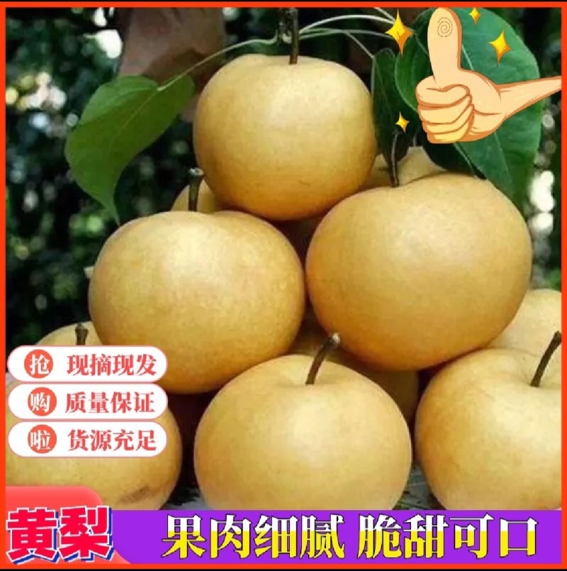 精品晚秋黄梨基地直供一手货源品质保证诚信经营欢迎采购