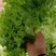 河北精品生菜货源充足质好价优欢迎客户选购