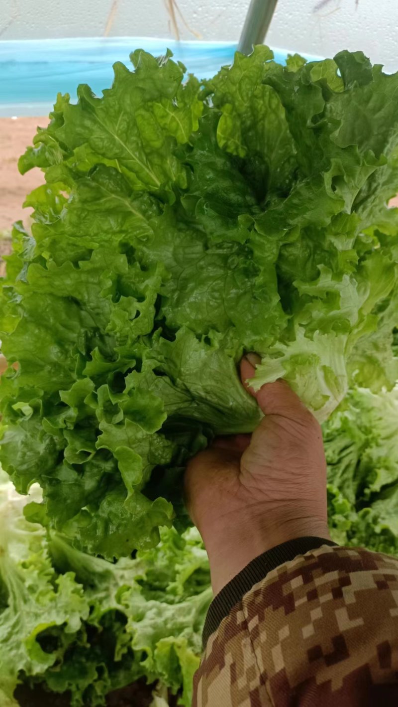 河北精品生菜货源充足质好价优欢迎客户选购