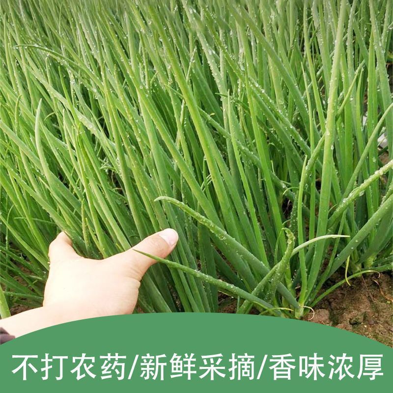 刚精品小刚葱，香葱，四季小葱，一手货源，大量有货
