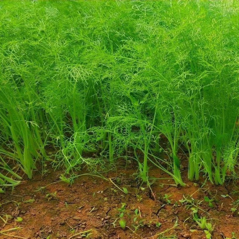 精品茴香产地直发货源充足品质保障欢迎选购对接全国