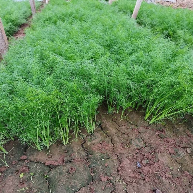 精品茴香产地直发货源充足品质保障欢迎选购对接全国