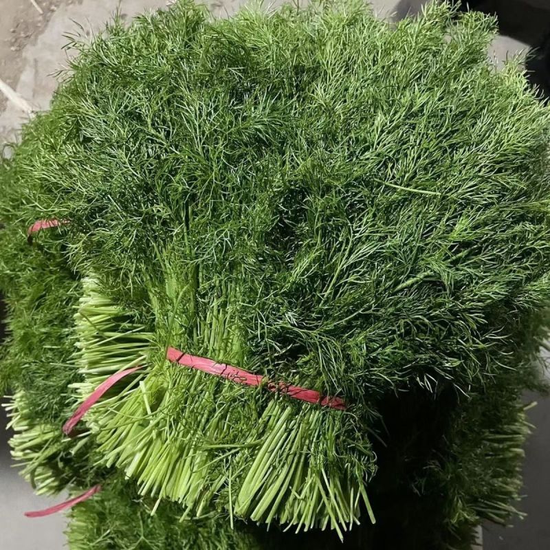 精品茴香产地直发货源充足品质保障欢迎选购对接全国
