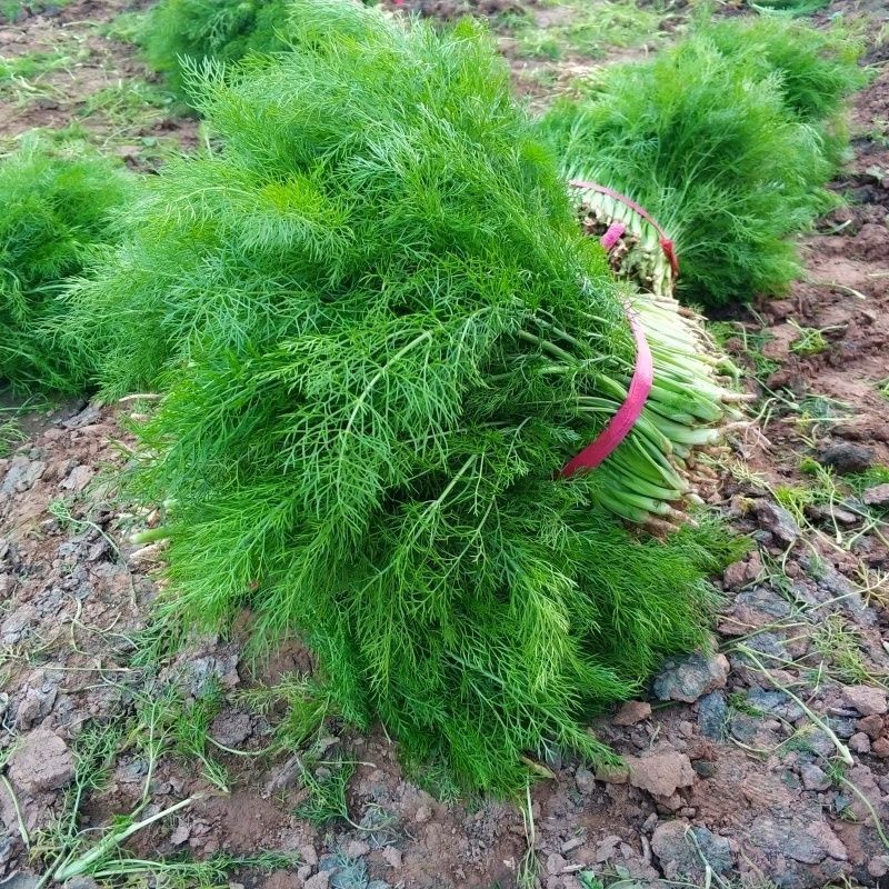 精品茴香产地直发货源充足品质保障欢迎选购对接全国