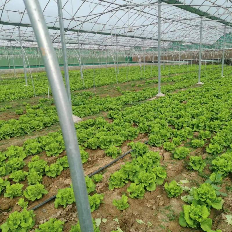 精品叶菜，精品生菜意大利生菜一手货源视频看货以质论价