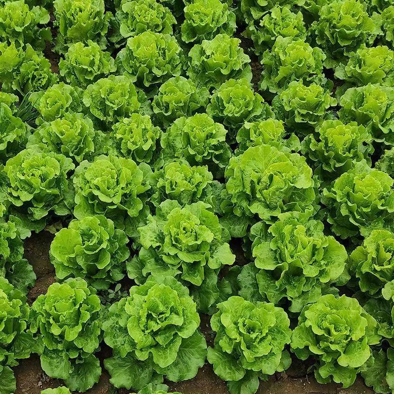 精品叶菜，精品生菜意大利生菜一手货源视频看货以质论价