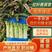 【精品莴苣】台州红叶香莴苣现砍现发无空心保证品质
